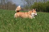 CORGI PEMBROKE 1306